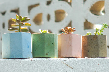 Colorful Succulent Plants in Minimalist Concrete Pots in Sunlight