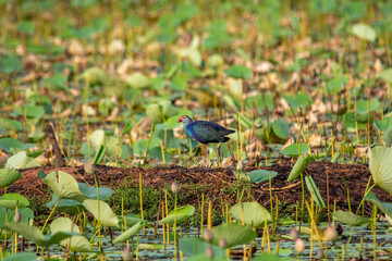 Grey-headed swamphen