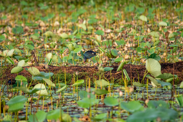 Grey-headed swamphen
