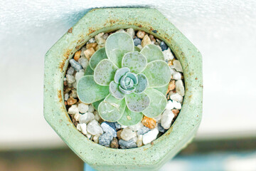 Colorful Succulent Plants in Minimalist Concrete Pots in Sunlight