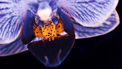 A macro shot of an orchid with violet-white petals and orange center.