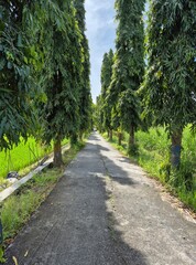 cement road with tall trees on the side on a bright sunny day