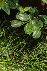 Glossy green plant leaves above thick fresh lawn grass in sunlight. Botanical textures, top view, close-up nature background.

