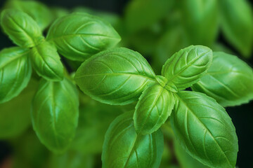 Close-up of a fresh green basil leaf showing its texture and natural details.