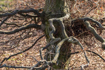 Curved dry tree branches twisted around trunk, bare forest ground covered with fallen leaves, early spring view.
