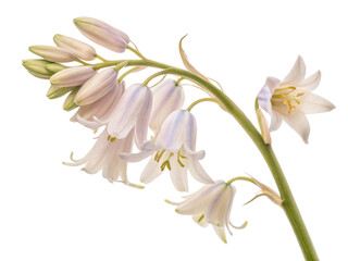 Naklejka premium delicate bluebell flower blooms gracefully, showcasing its soft petals and elegant form in serene display of nature beauty