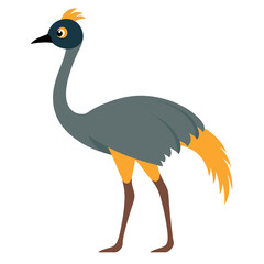 Fototapeta premium Emu-isolated-on-white-background 