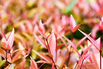 Obraz premium Syzygium Australe Red Leaves – Natural Background of Australian Brush Cherry