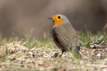 closeup robin