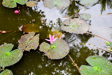 Pink Water Lilies Blooming in Pond Surrounded by Green Lily Pads
