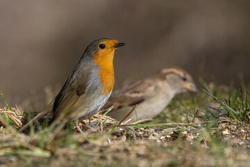 robin and sparrow