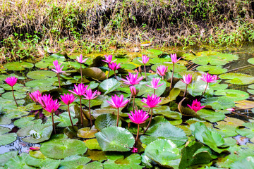 Pink Water Lilies Blooming in Pond Surrounded by Green Lily Pads
