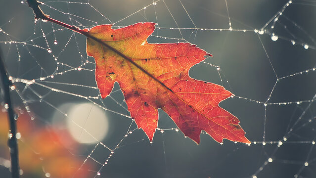 Autumn Leaf Entangled in Dew-Kissed Spiderweb