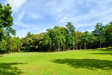 Green forest park with clear sky and ancient ruin in the background


