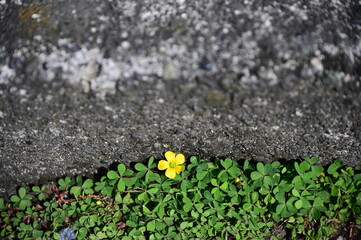 green moss on the stone