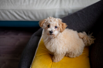 かわいいミックスの子犬_カメラ目線 © Nii Koo Nyan