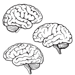 brain black vector silhouettes	