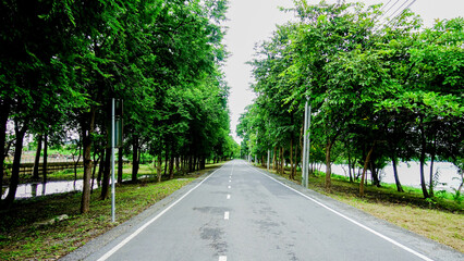 Tree-Lined Road with Lush Green Canopy in Peaceful Natural Setting
