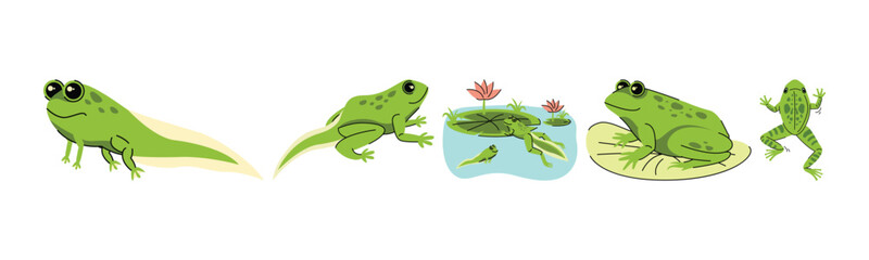 This illustration shows the metamorphosis of a frog, a visual representation of a frog's lifecycle from tadpole to adult. Suitable for educational or biological content.