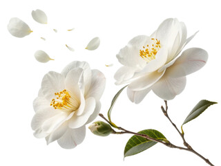Beautiful camellia flowers gracefully display their delicate petals, embodying elegance and tranquility in nature design