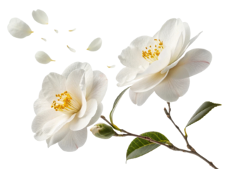 Beautiful camellia flowers gracefully display their delicate petals, embodying elegance and tranquility in nature design