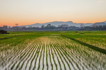 Young Rice Plants in Lush Green Paddy Fields at Sunrise and Sunset