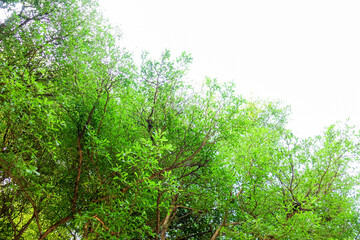 Fresh Green Leaves on Tree Branches Against Bright Sky Background