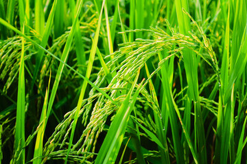 Rice Plants in Paddy Field During Harvest Season – Close-up Organic Farming