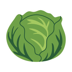 A green cabbage is shown in the image. The cabbage is the main focus of the image and is surrounded by a white background. The image has a simple and clean look