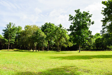 Beautiful morning light in public park with green grass field, Green beautiful park in morning, Garden Landscape With Cloudy sky, Sky and green grass field in city park.