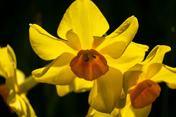yellow daffodils in spring