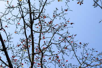 Blooming Tree Branches Against Blue Sky

