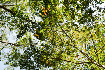 Treetop Canopy with Interlacing Branches and Blue Sky
