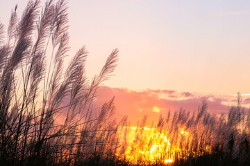meadow and beautiful sunset background.