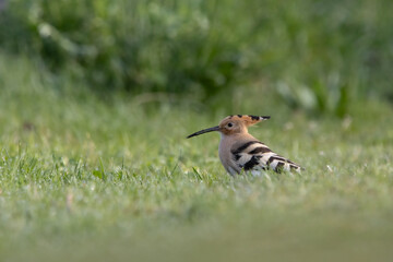 hoopoe