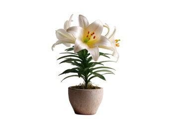 Obraz premium Serene white lilies in a rustic pot, a symbol of purity and elegance against a deep black backdrop, perfect for adding a touch of nature.