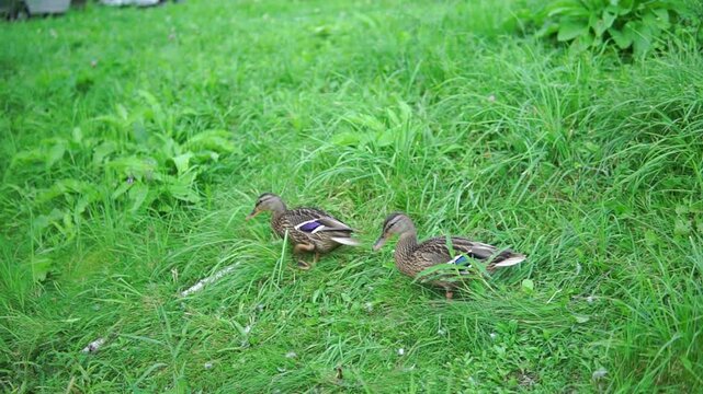 Two wild ducks on the green grass in a park on summer day
