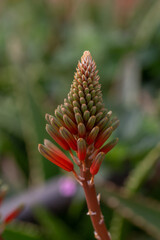 A striking succulent plant displays vibrant red and yellow flower buds in a tight cluster, showcasing its unique beauty against a soft, blurred background.
