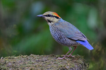 blue pitta, hydronis cyaneus, pale blue bird with all details from head to toes and tail