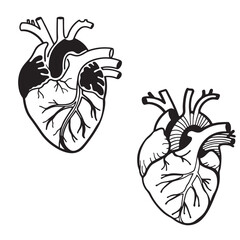 human organ, human heart, men black vector outlines silhouettes	