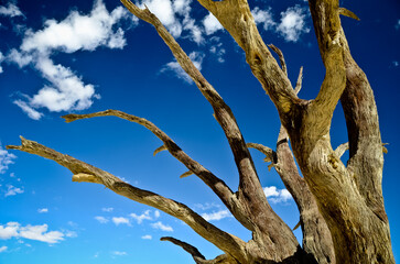 dead tree against blue sky with white clouds