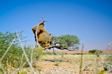 Tree with Bird Nest in Namibia