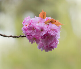 Jetzt schönsten zarten pink Blüten, zur besten Blütezeit der Japanischen Kirsche im Park