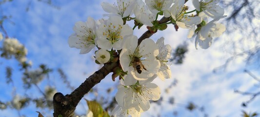  A branch of blooming cherry with delicate white petals