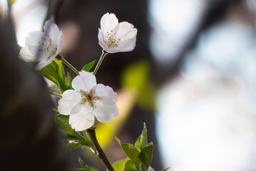 終いの桜　滋賀県大津市茶臼山公園