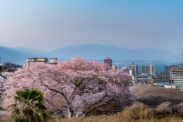 終いの桜　滋賀県大津市茶臼山公園