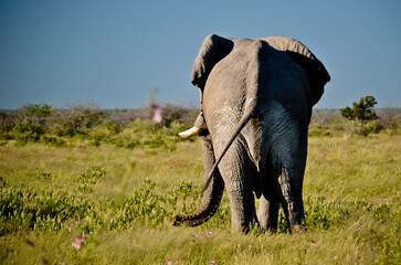 Elephant in the savannah from behind
