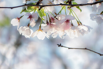 終いの桜　滋賀県大津市茶臼山公園