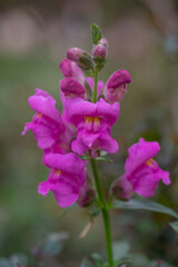 A vibrant cluster of pink snapdragon flowers with delicate petals and yellow centers stands out against a soft, blurred background, showcasing their intricate beauty.