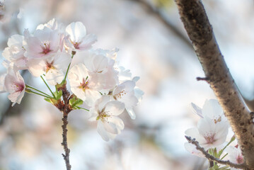 終いの桜　滋賀県大津市茶臼山公園